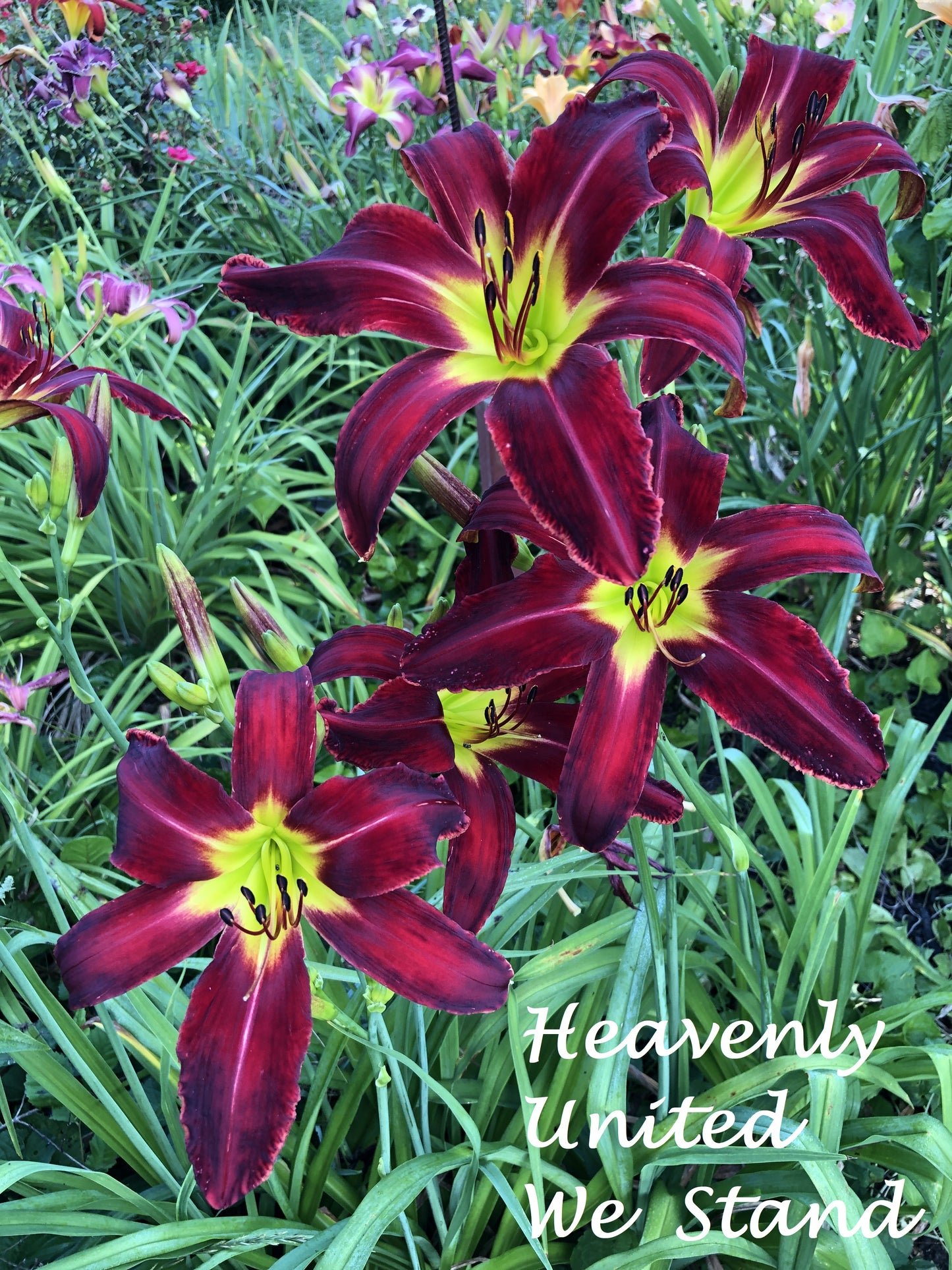 Heavenly United We Stand