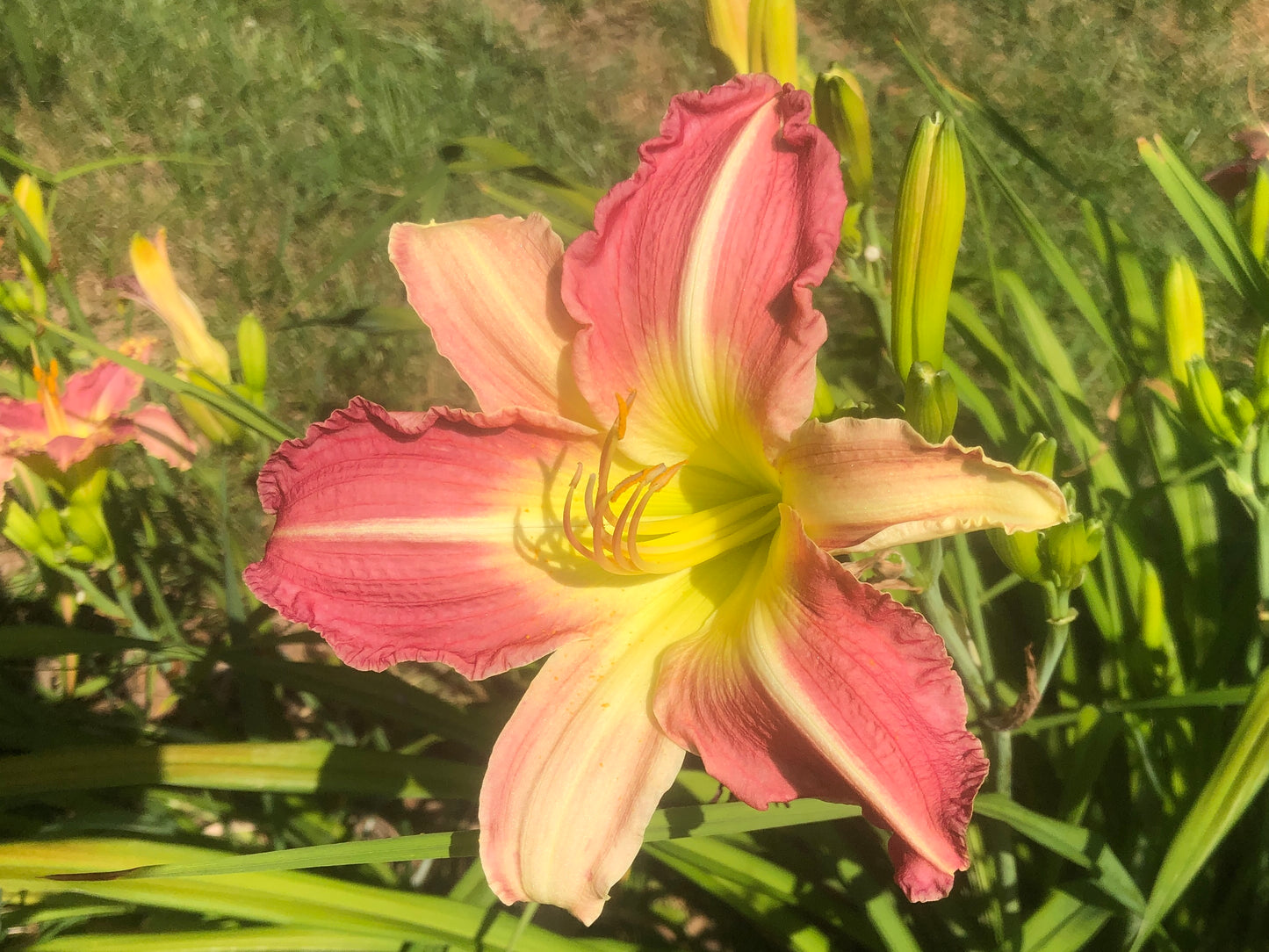 No ID Daylily