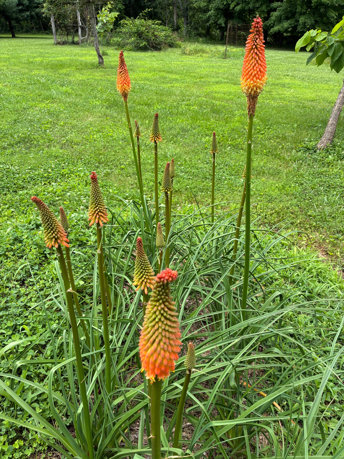Torch Lily, Red Hot Poker