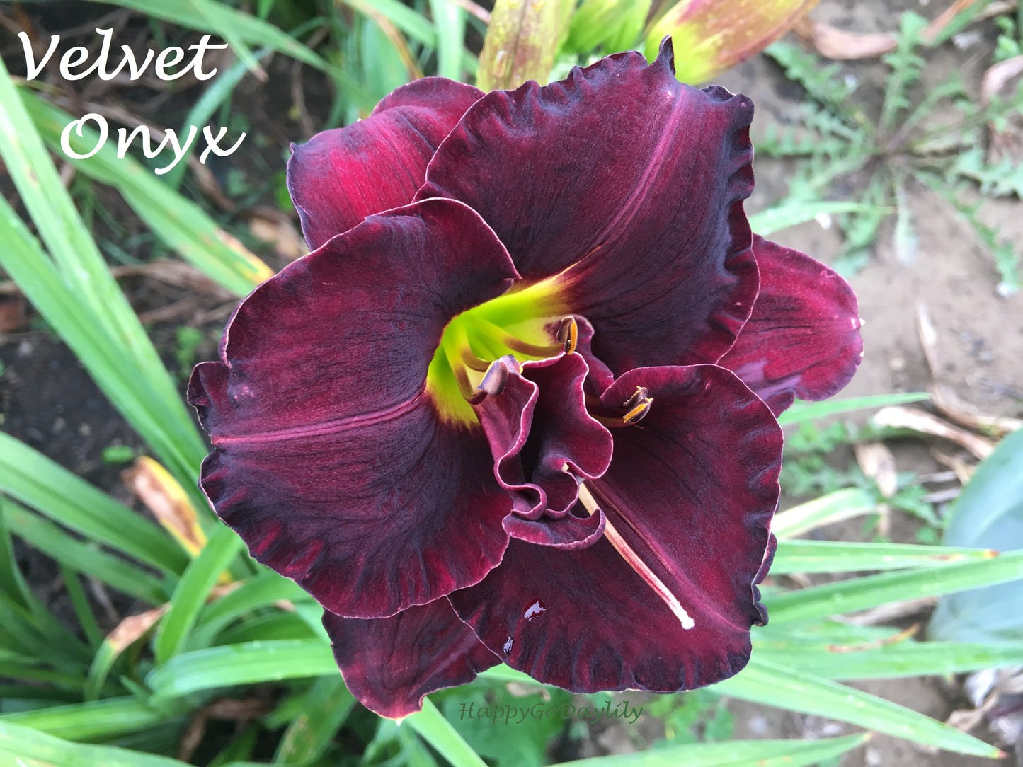 Velvet Onyx