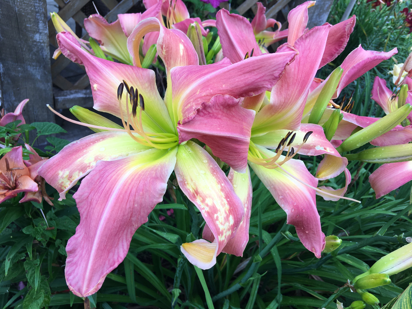 Webster's Pink Wonder