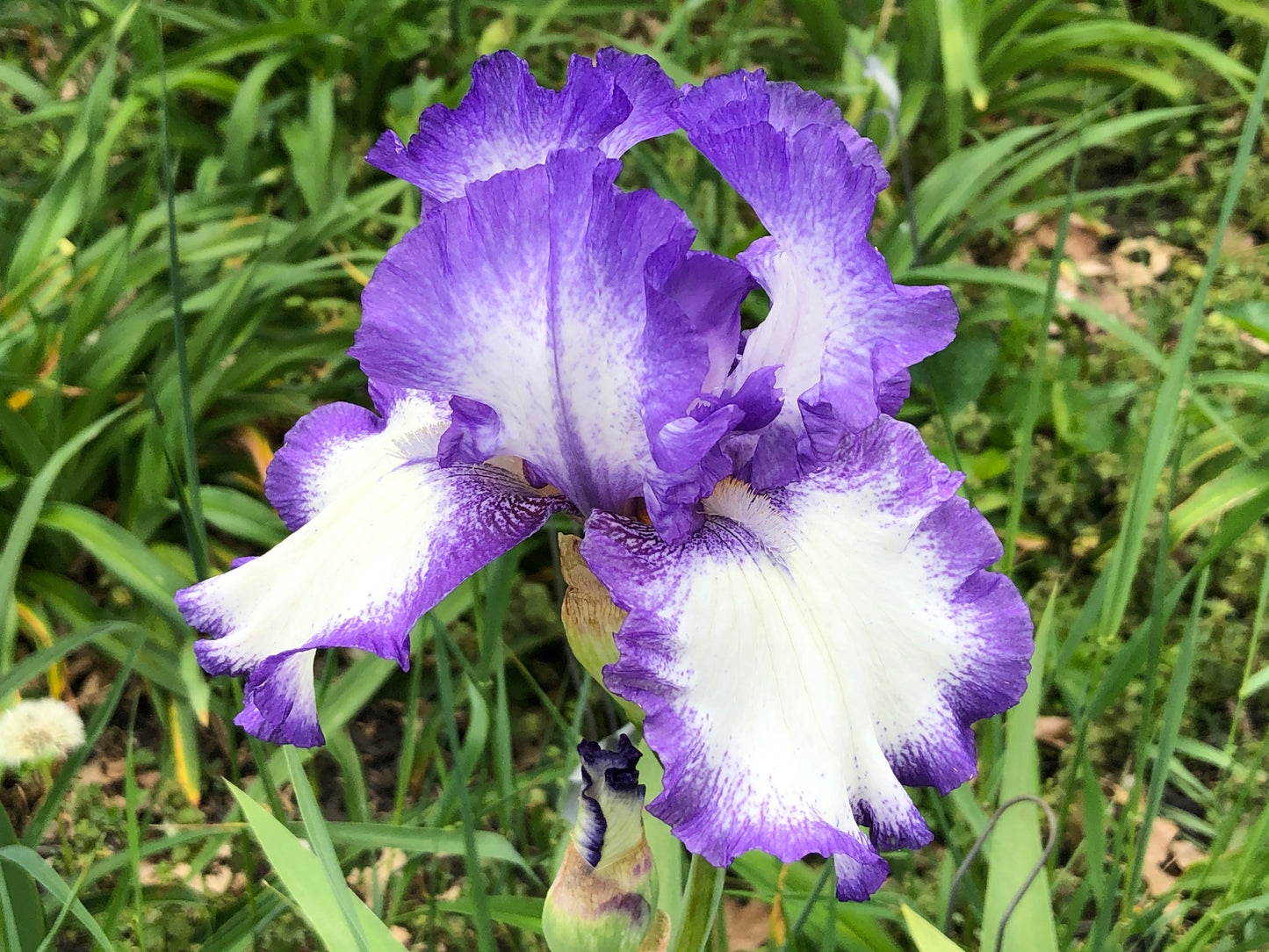 Iris