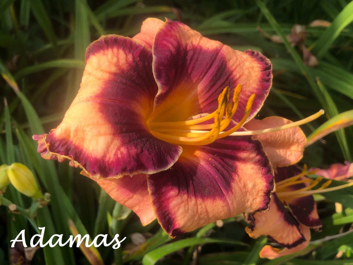 Adamas