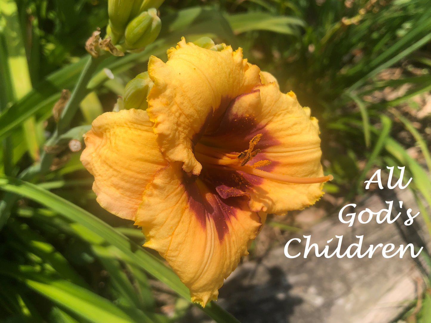 All God's Children