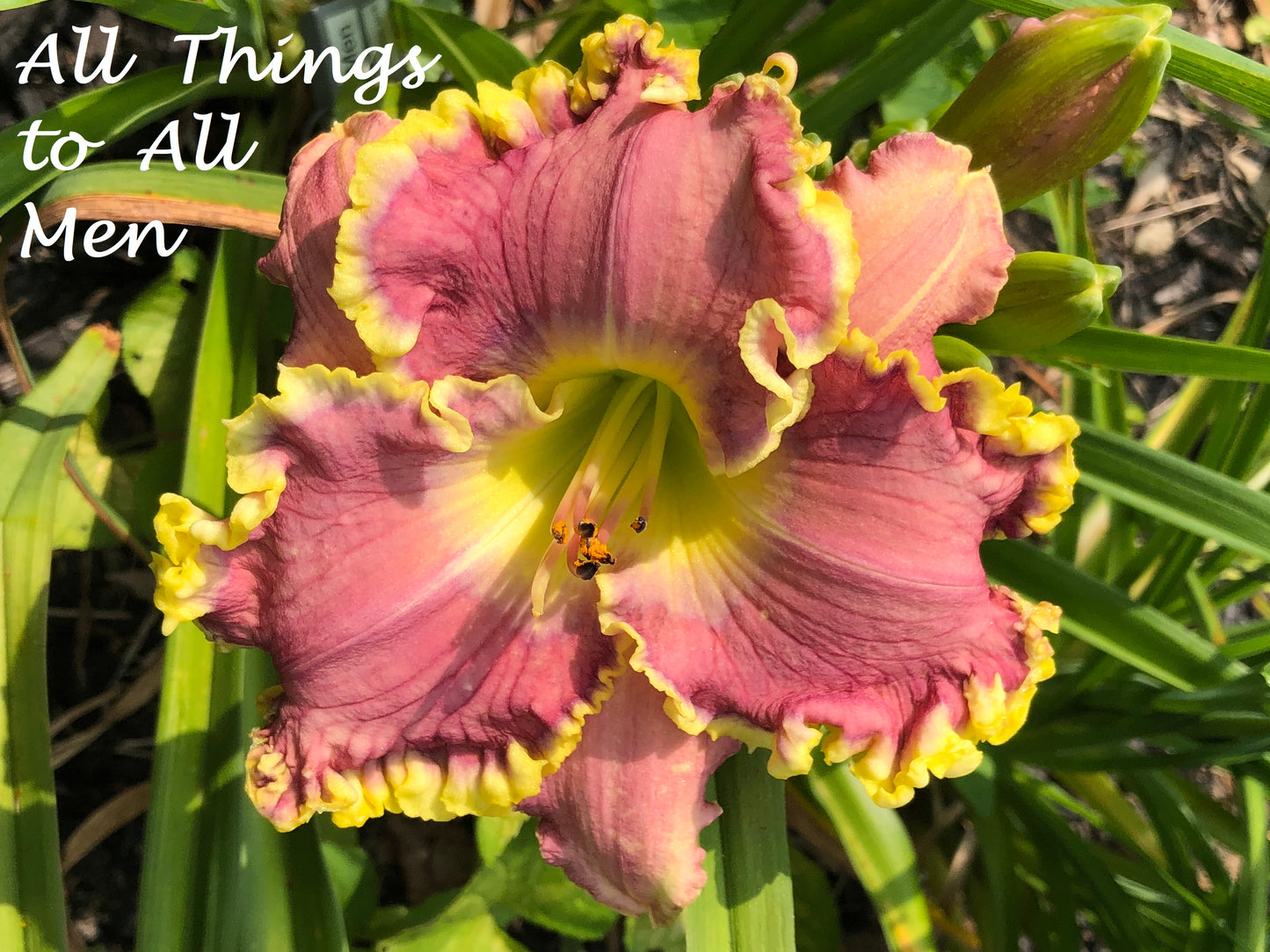 All Things to All Men