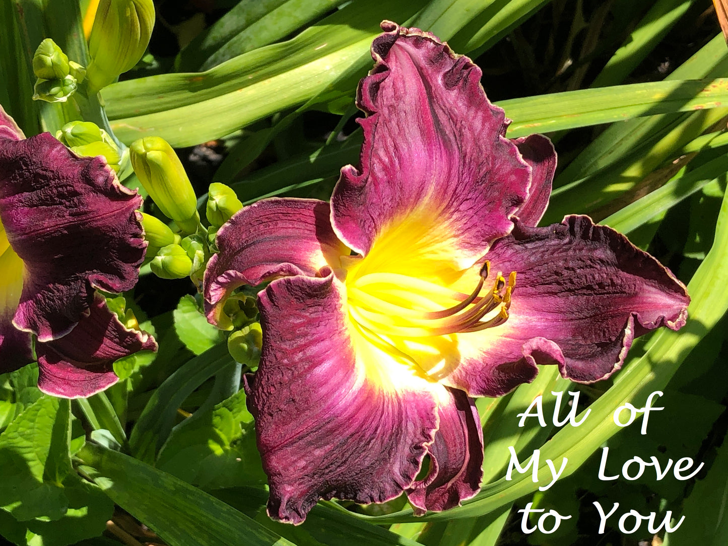 All of My Love to You