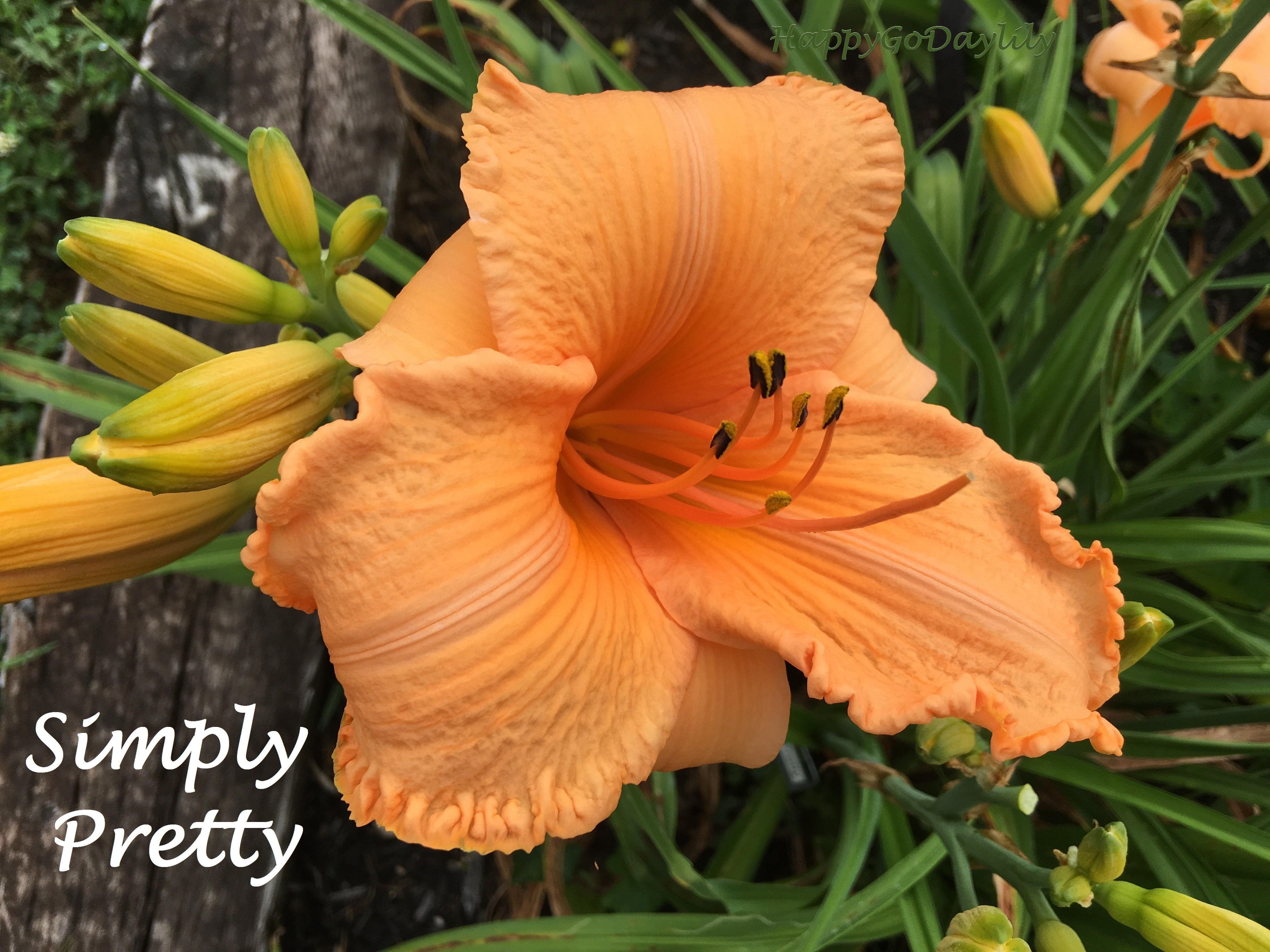 Simply Pretty Happy Go Daylily