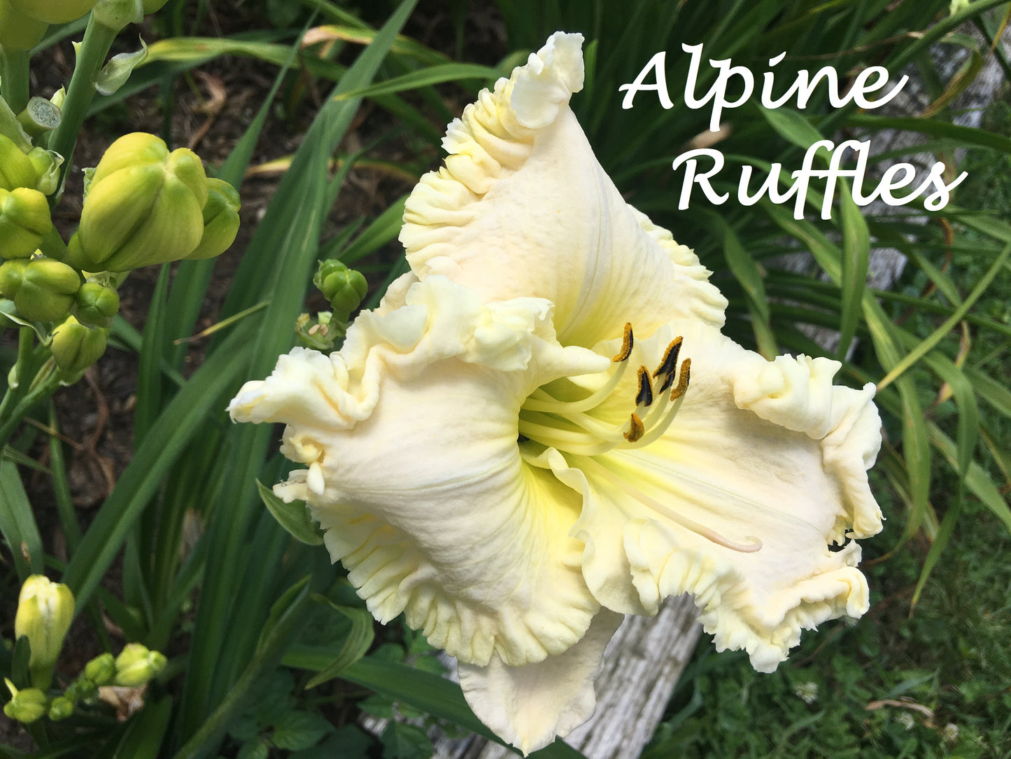 Alpine Ruffles