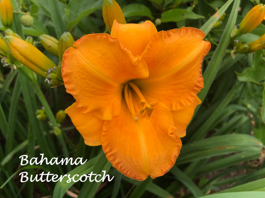Bahama Butterscotch