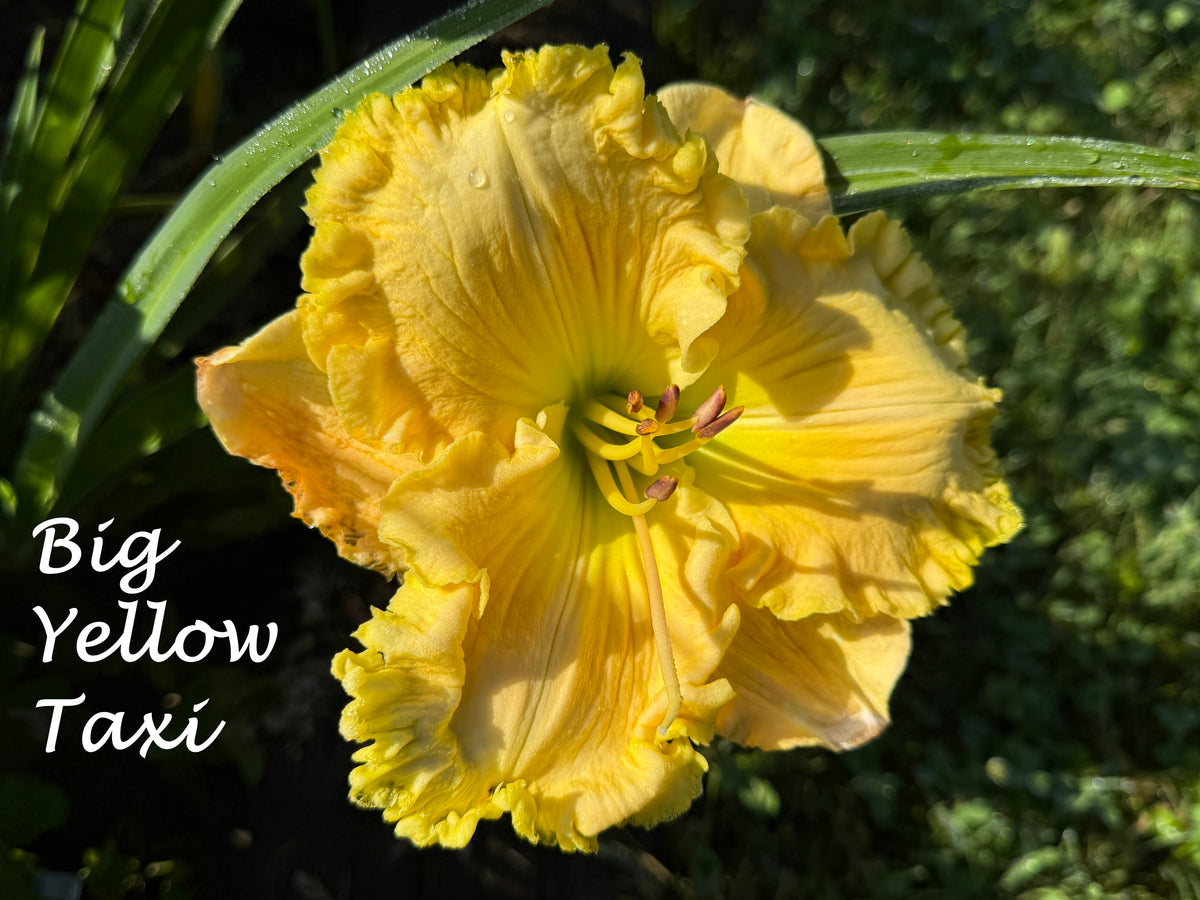 Big Yellow Taxi Daylily