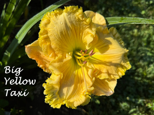 Big Yellow Taxi Daylily
