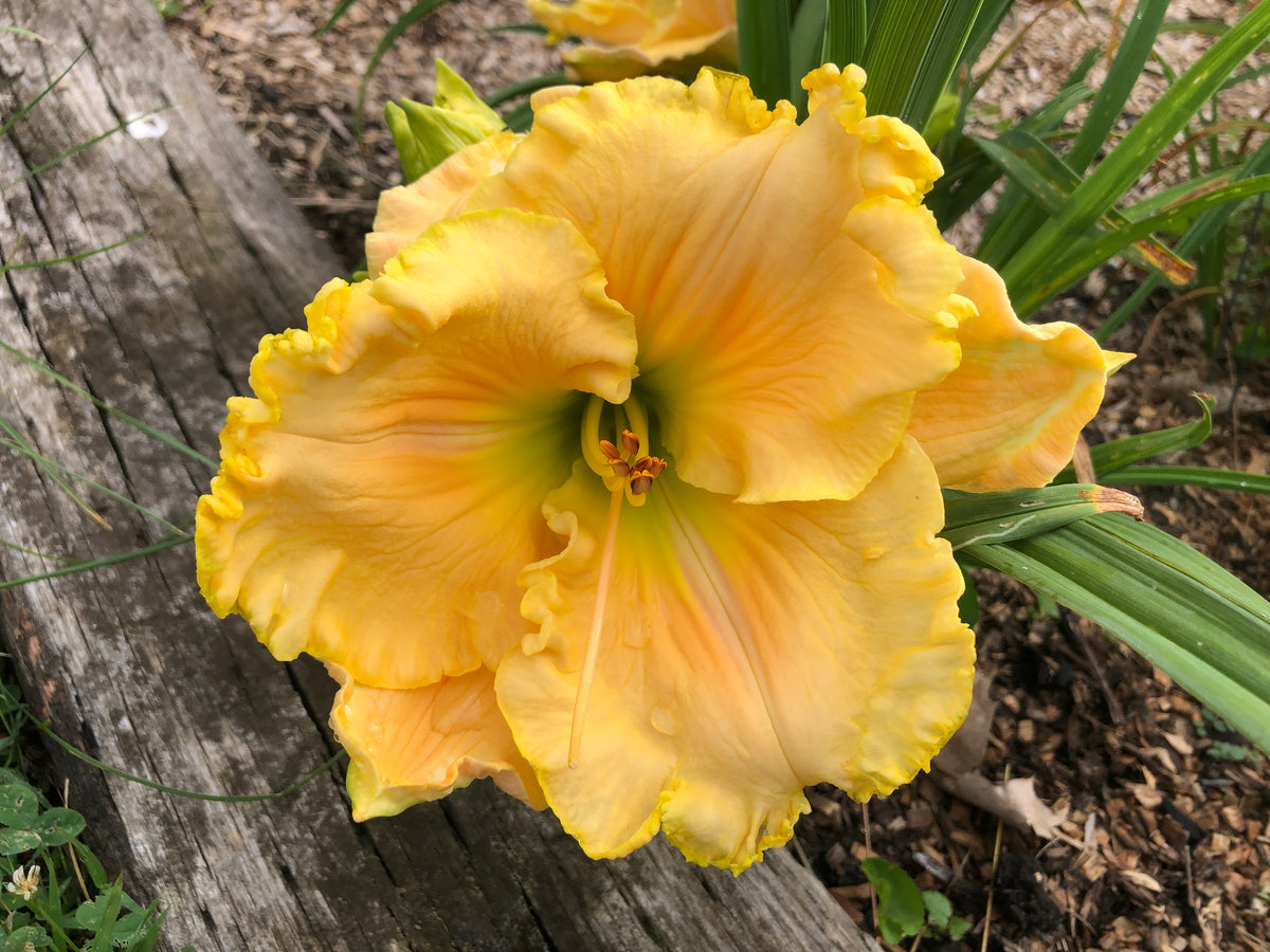 Big Yellow Taxi Daylily