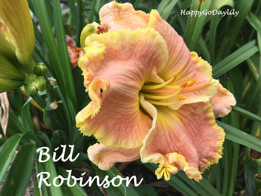 Bill Robinson Daylily