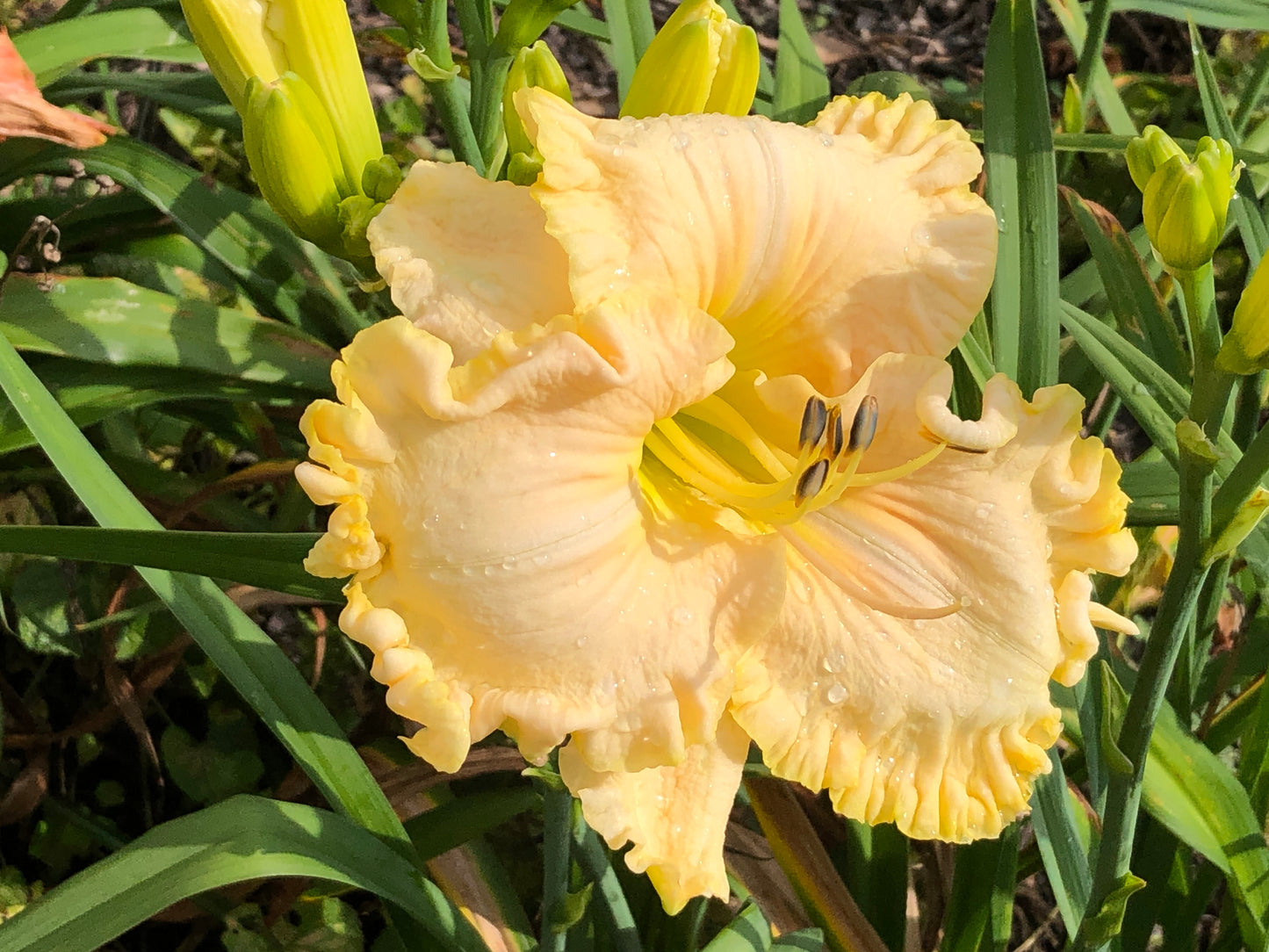 Boundless Beauty