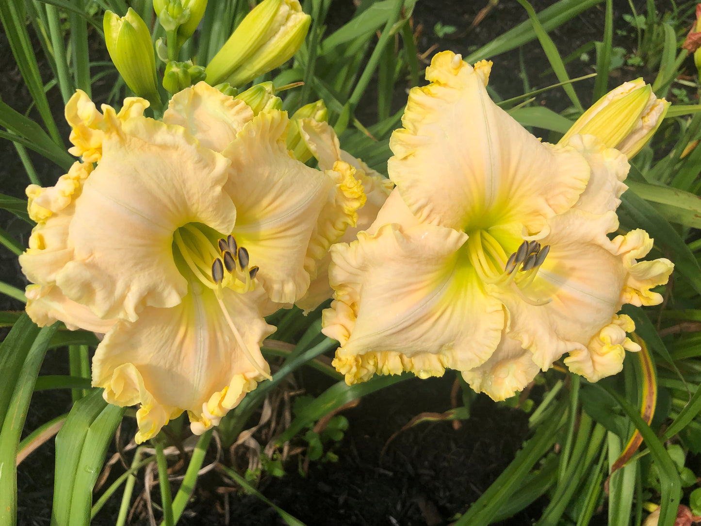 Boundless Beauty