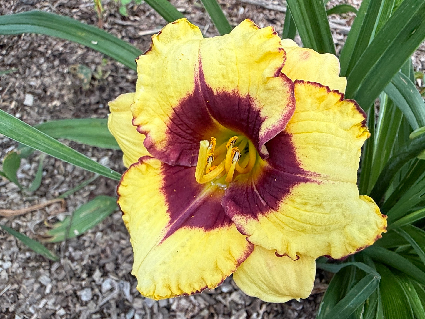 Broadway Diva Daylily