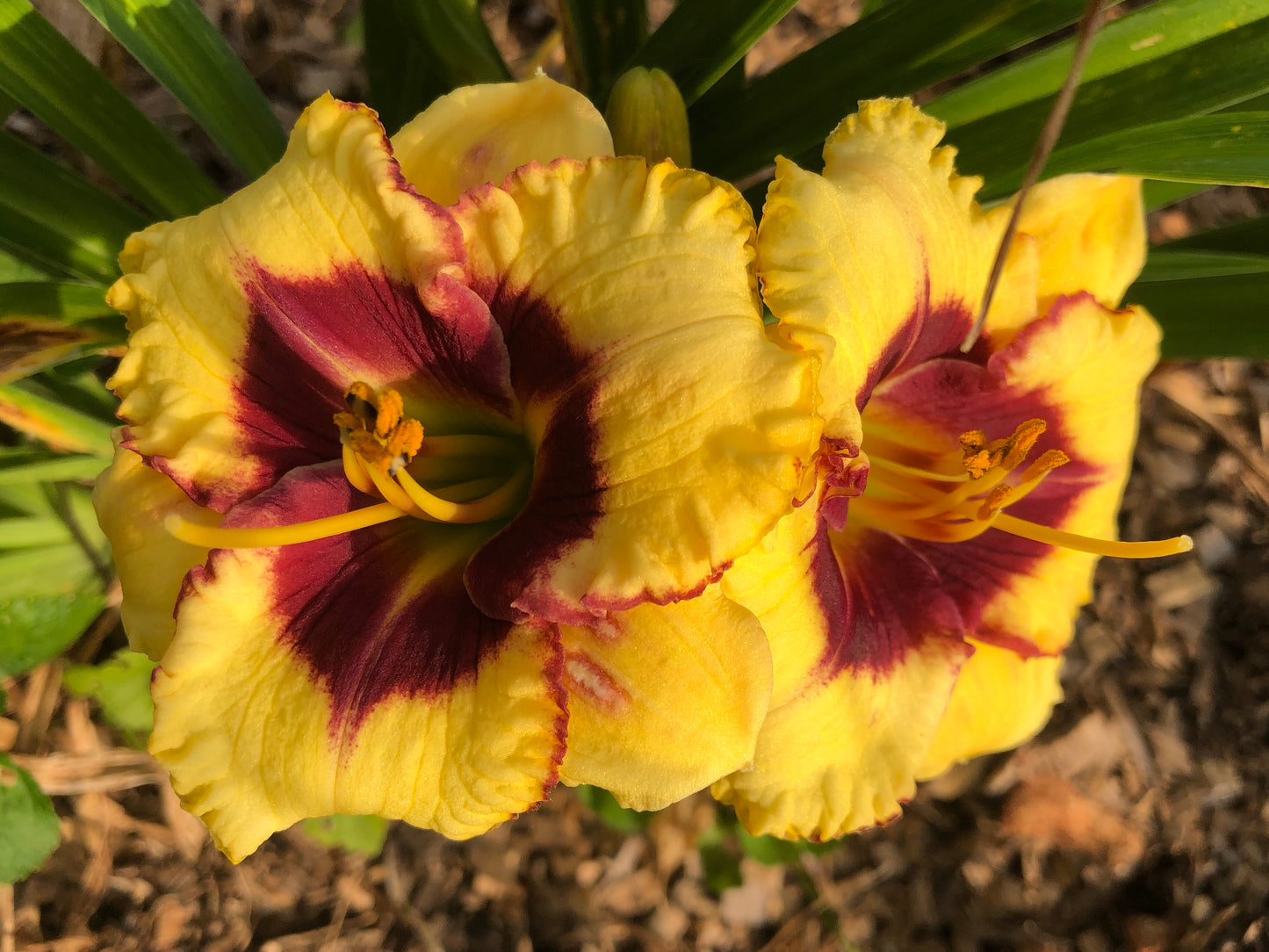 Broadway Diva Daylily
