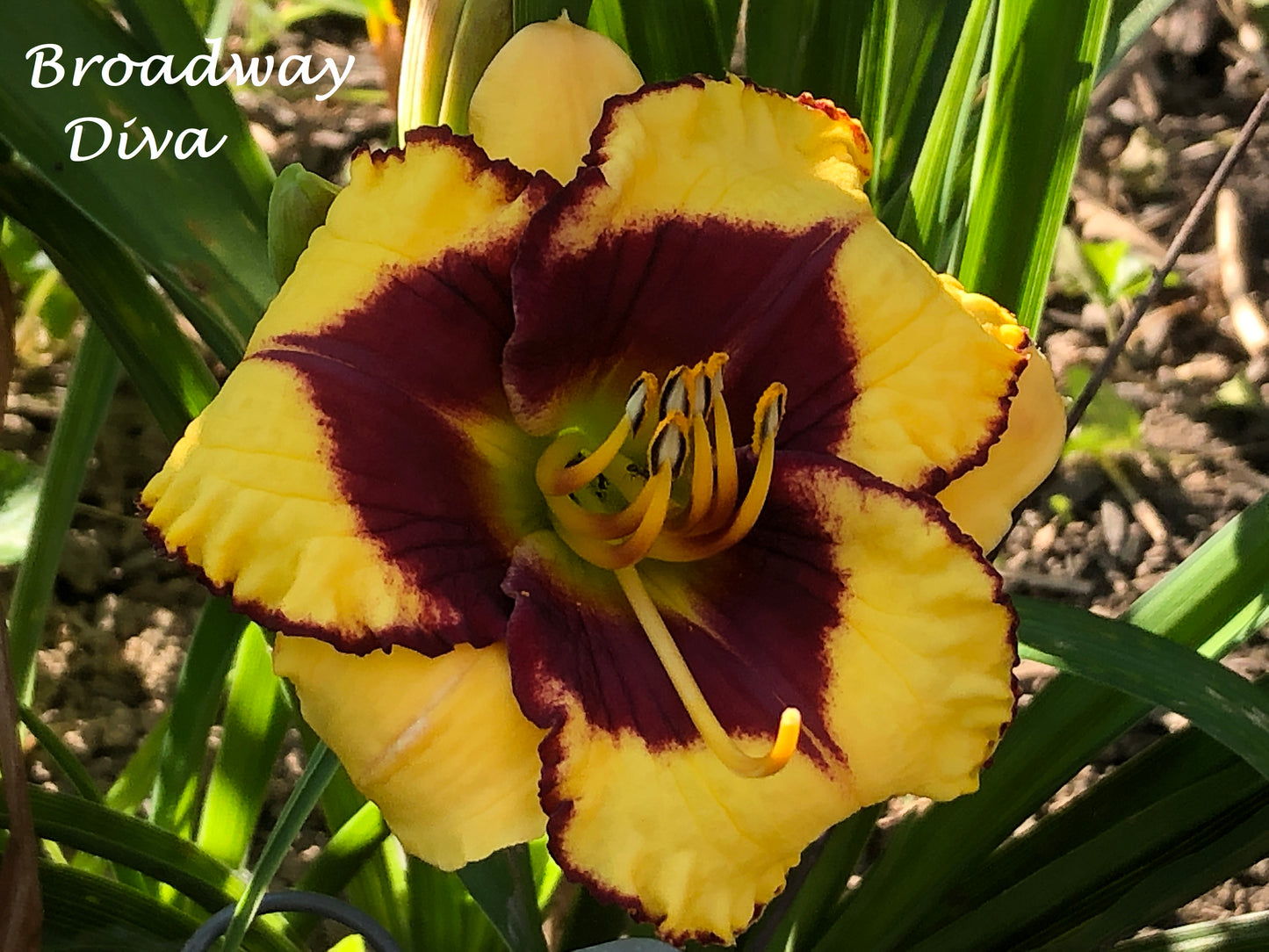 Broadway Diva Daylily