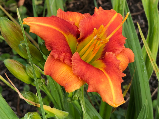 Halloween Green Daylily