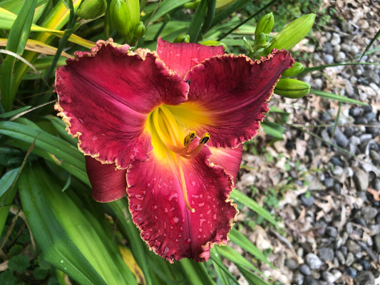No ID Daylily