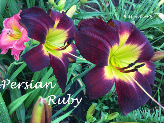 Persian Ruby