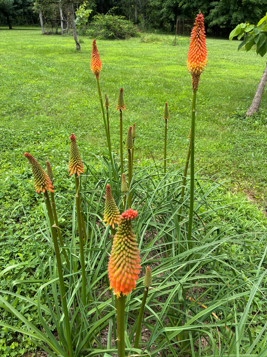 Torch Lily, Red Hot Poker