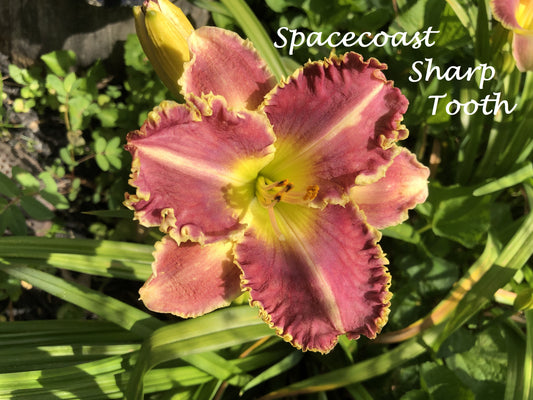 Spacecoast Sharp Tooth