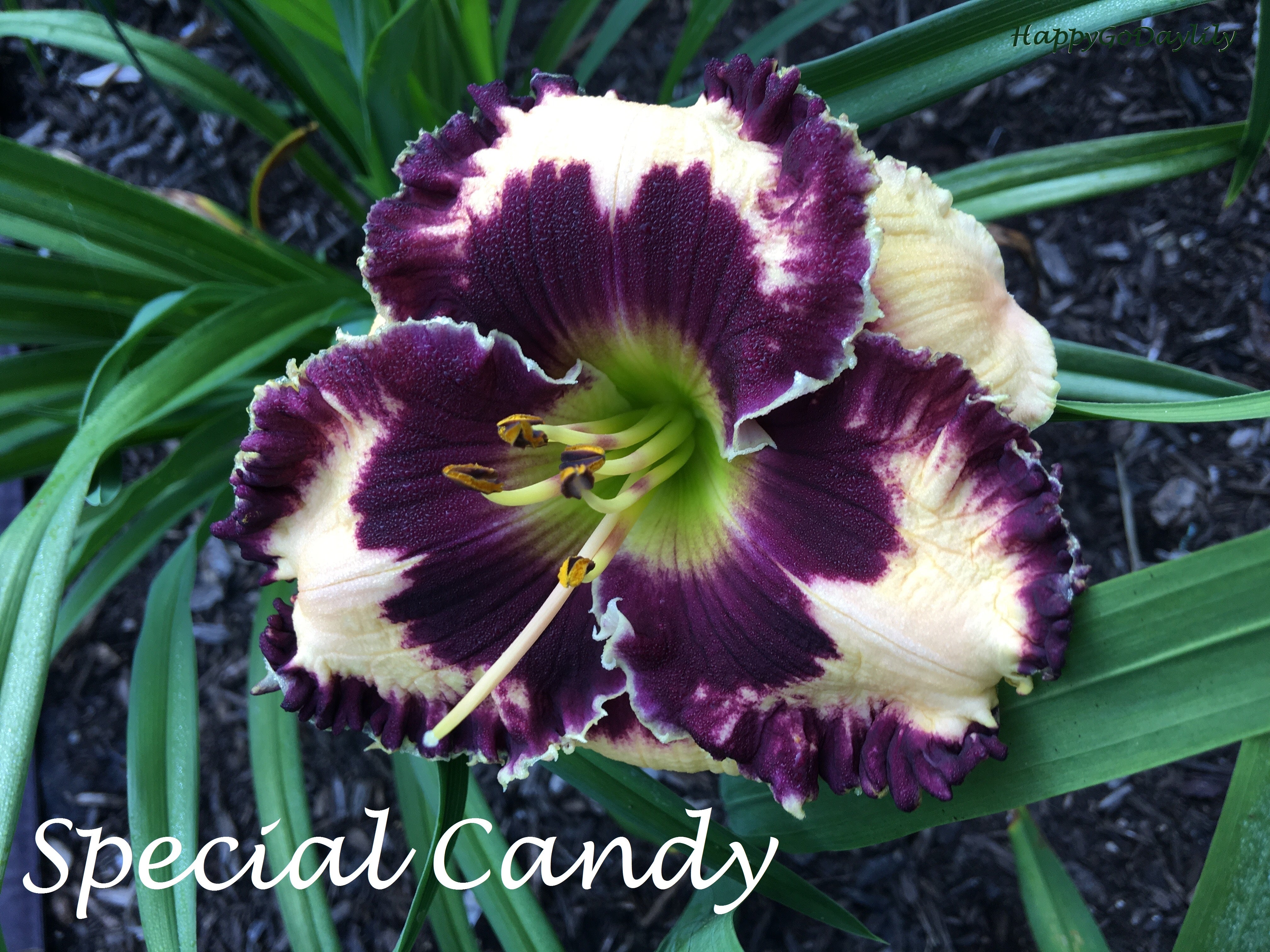 Special Candy – Happy Go Daylily